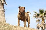 SHAR-PEI 682